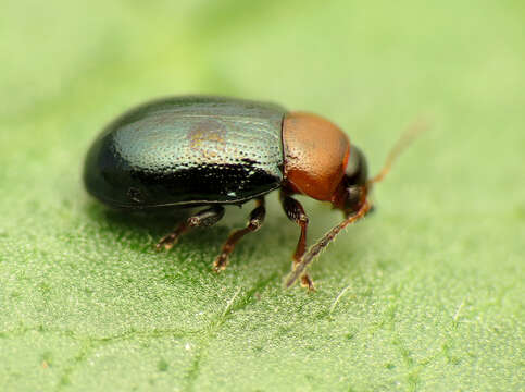 Image of Gastrophysa (Gastrophysa) polygoni (Linnaeus 1758)