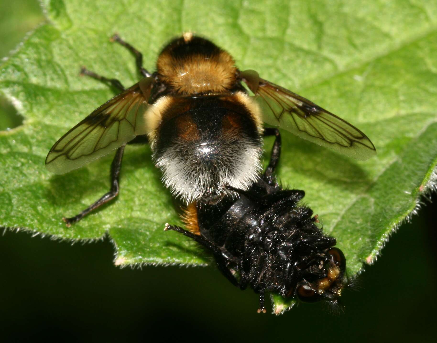 Volucella bombylans (Linnaeus 1758) resmi