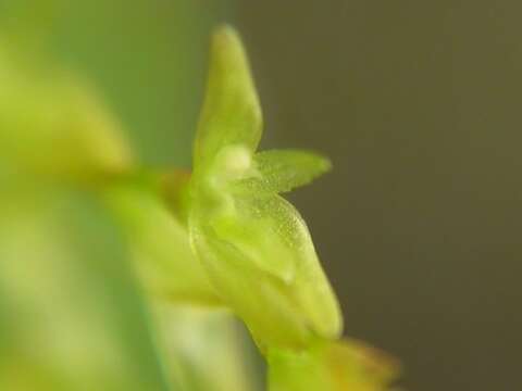 Image of Acianthera caldensis (Hoehne & Schltr.) F. Barros