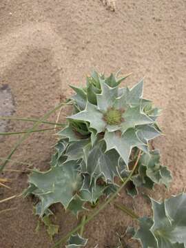 Image of sea-holly