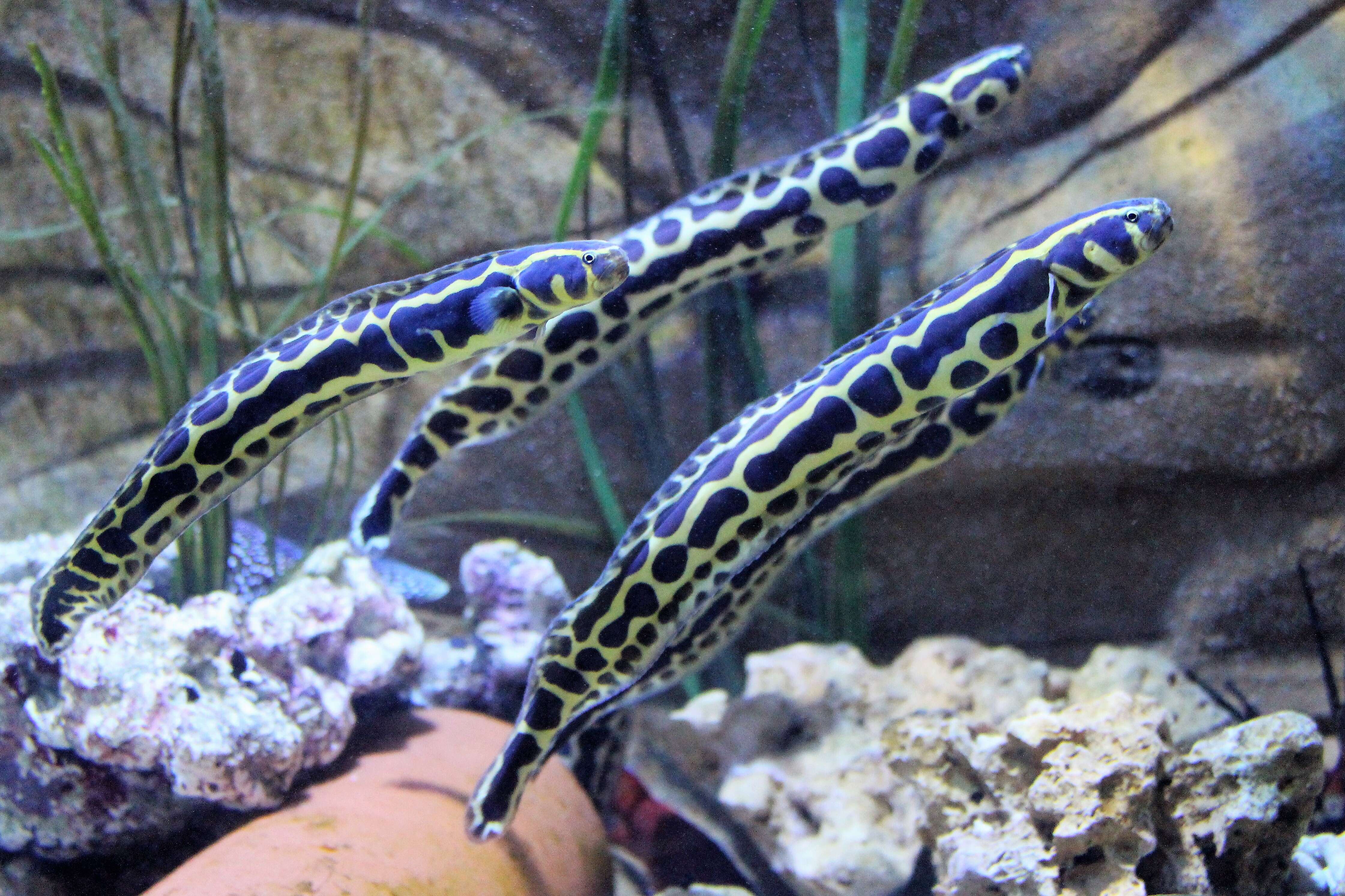 Image of Snake-eels