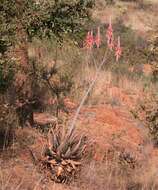 Image of Pretoria aloe