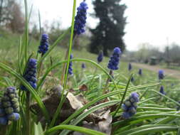 Imagem de Muscari armeniacum H. J. Veitch