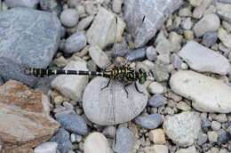 Image of Green-eyed Hooktail