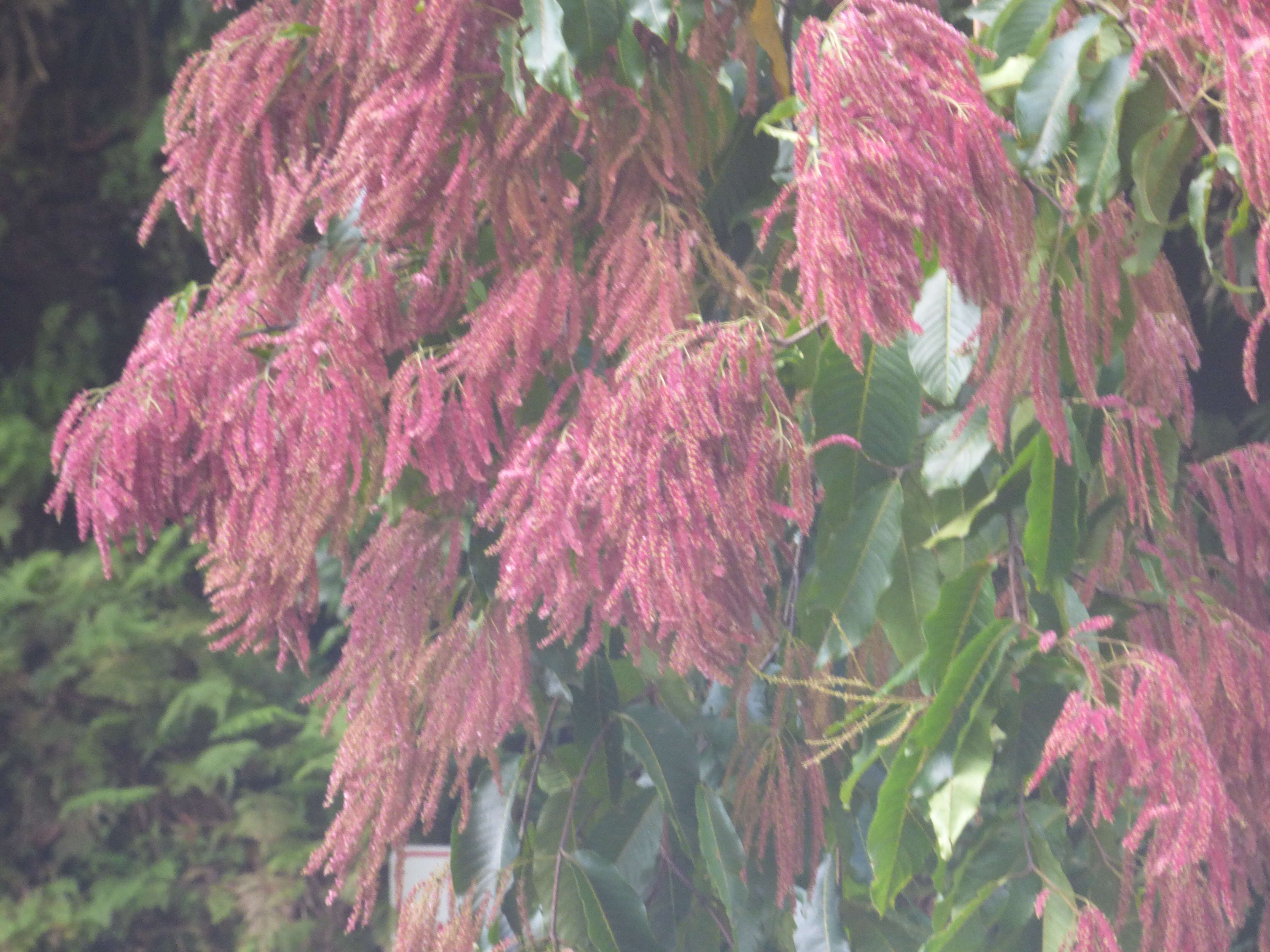 Image of East Indian almond