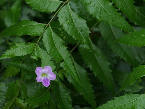 Image of Chinese violet