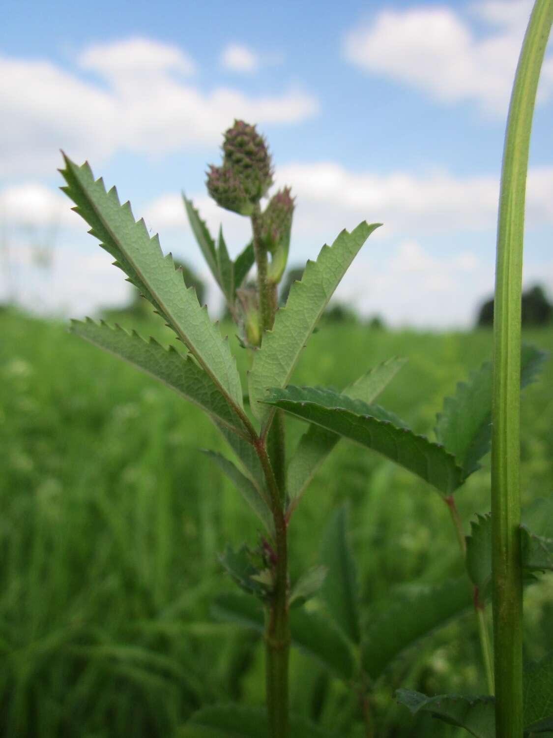 Image de Sanguisorbe officinale