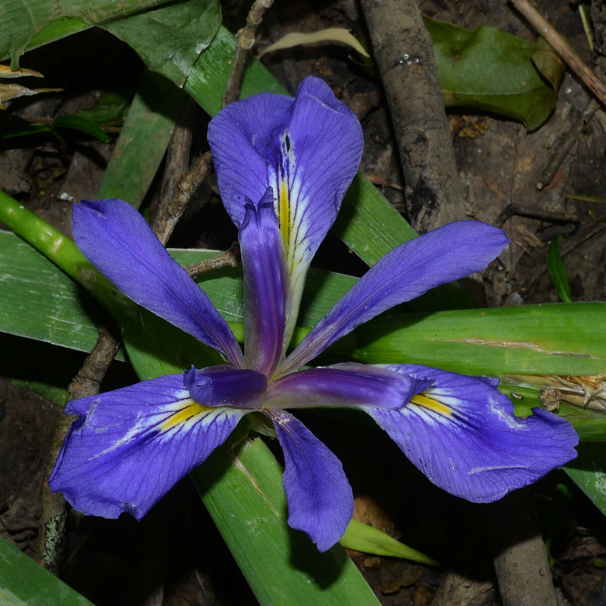 Imagem de Iris brevicaulis Raf.