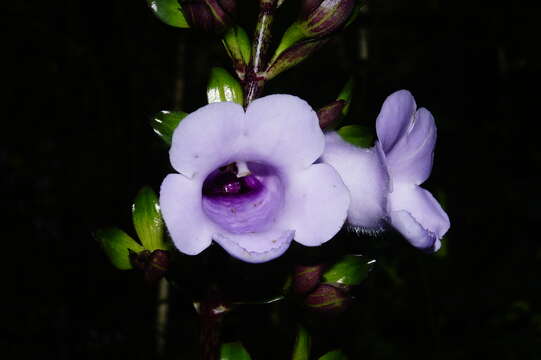 Image of Canterbury bells