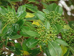 Imagem de Pittosporum viridiflorum Sims