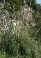 Image of Mauritanian grass