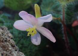 Image of Begonia sizemoreae Kiew