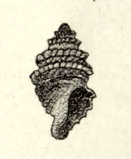 Image of Taranis nexilis (Hutton 1885)