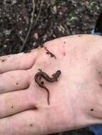 Image of Brook salamander