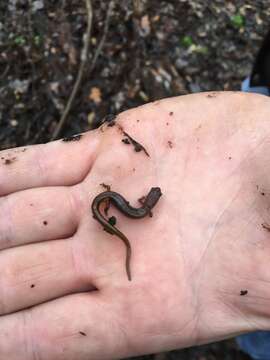 Image of Brook salamander