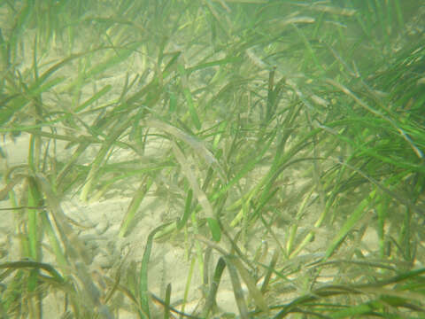 Image of Eelgrass