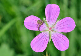 Imagem de Geranium palustre L.