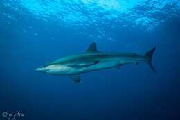 Image of Caribbean Reef Shark