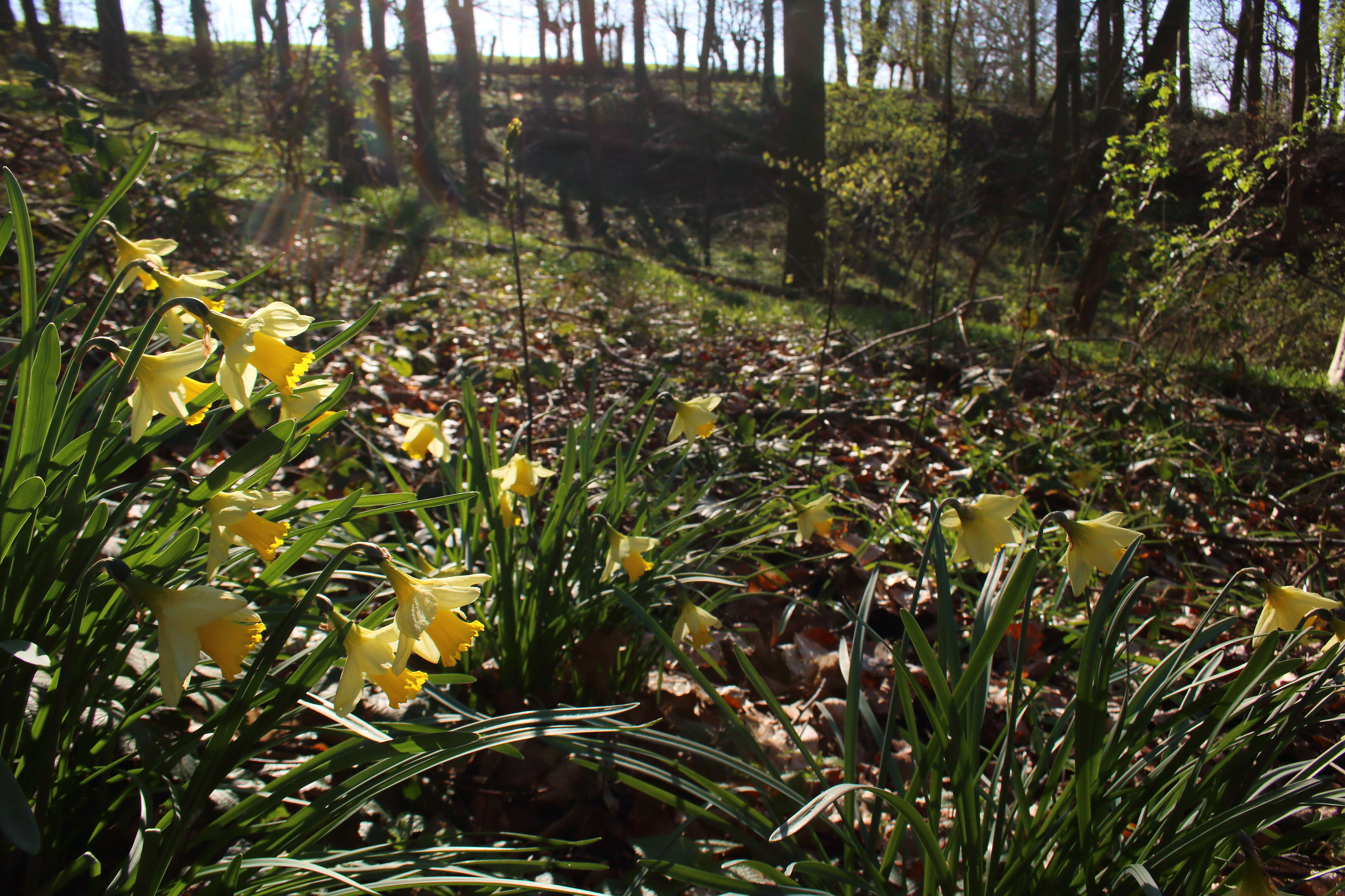 Image of daffodil