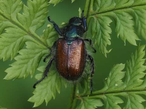 Image of Phyllopertha