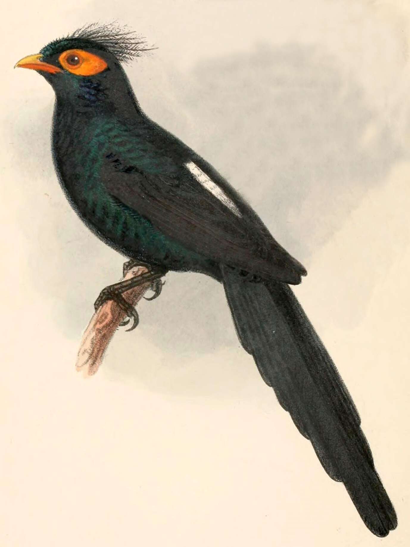 Image of Basilornis Bonaparte 1850