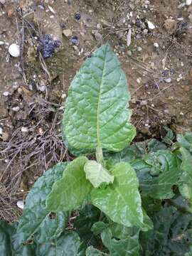 Image of Aztec tobacco