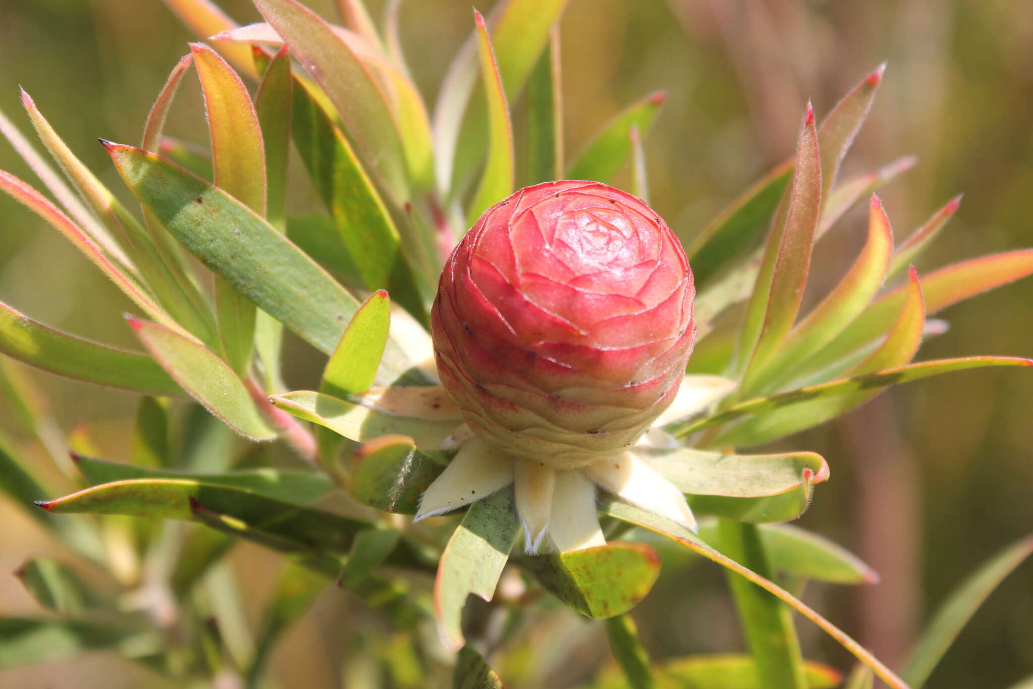 Imagem de Leucadendron conicum (Lam.) I. Williams