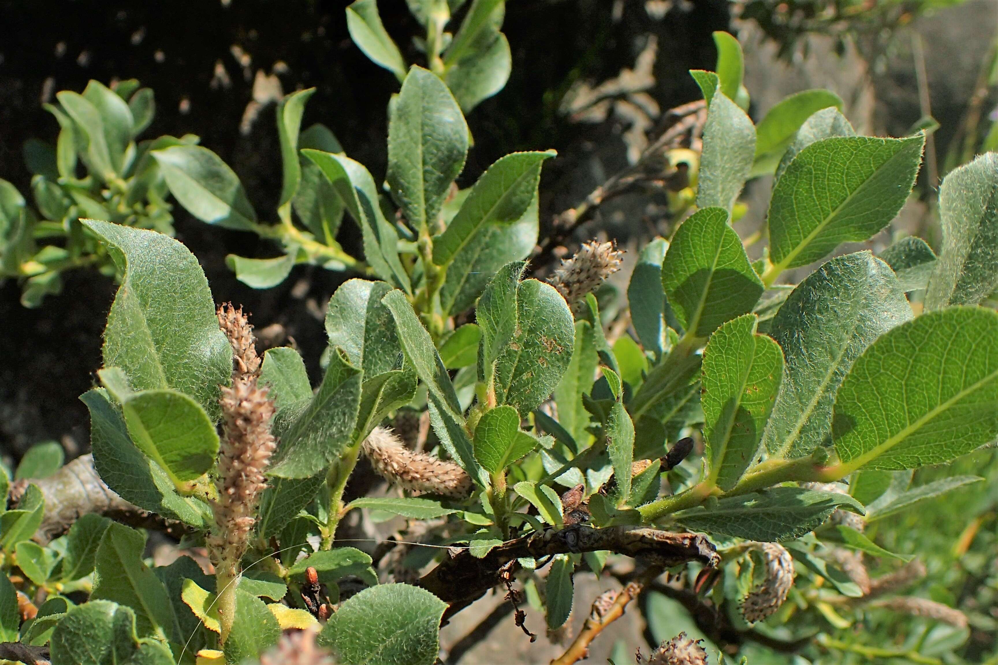 Image of Salix breviserrata B. Flod.