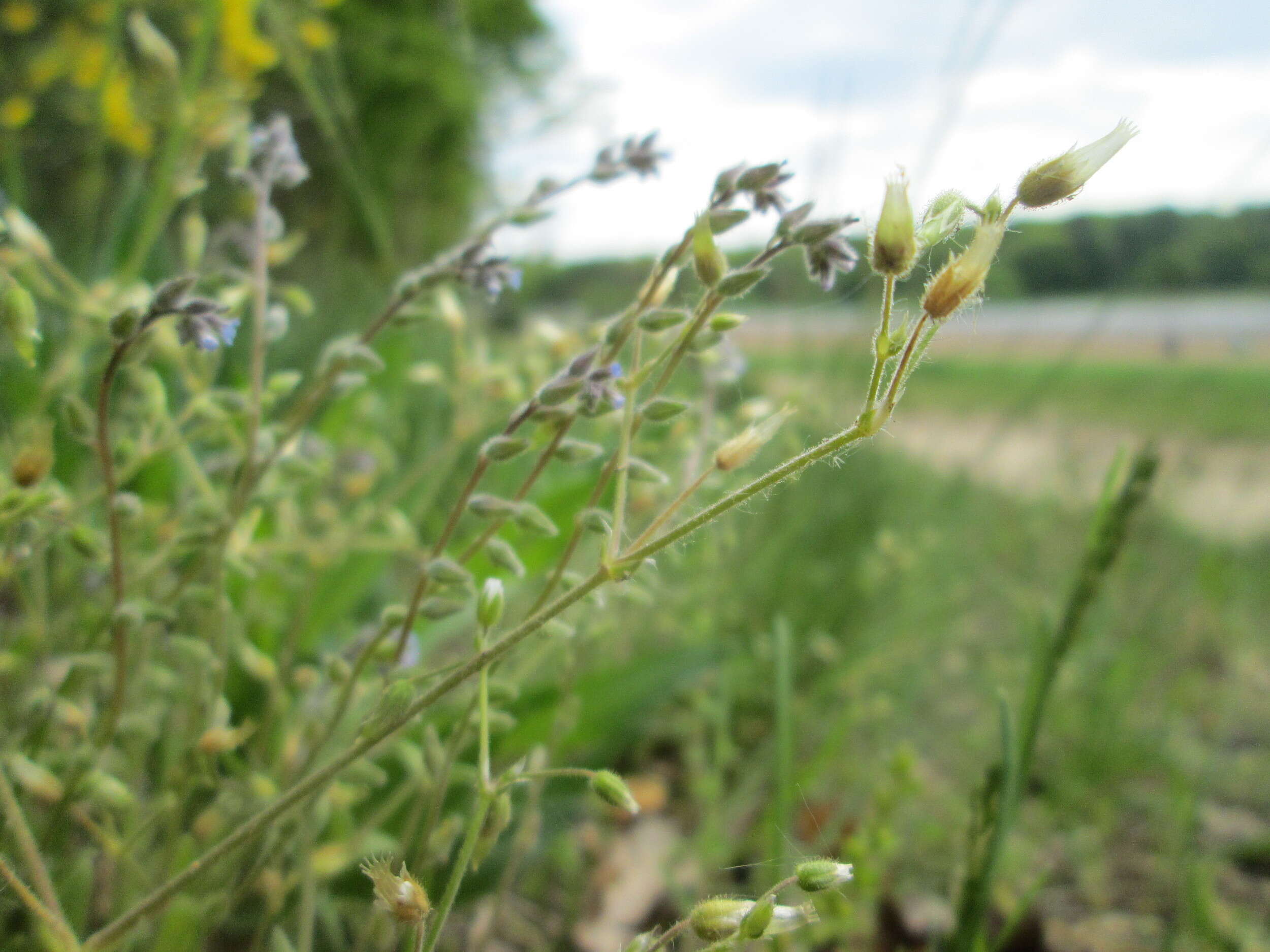 Image of Early Forget-me-not