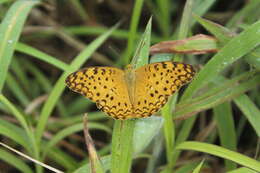 Image of Common Leopard