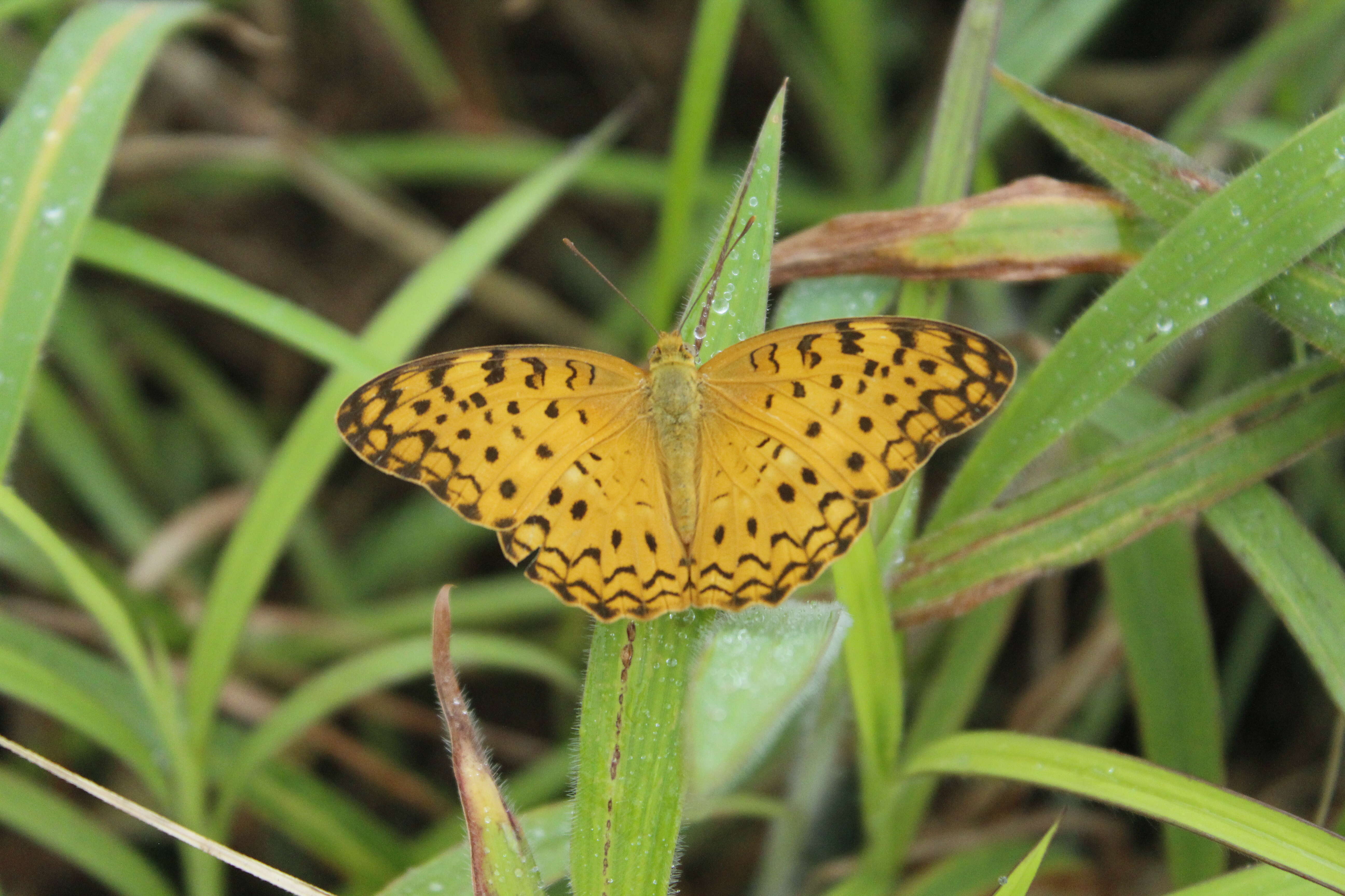 Image of Common Leopard