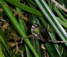 Image of Tourmaline Sunangel