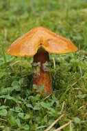 Image of Suillus grevillei (Klotzsch) Singer 1945