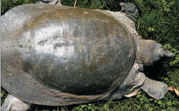 Image of Black soft-shell turtle