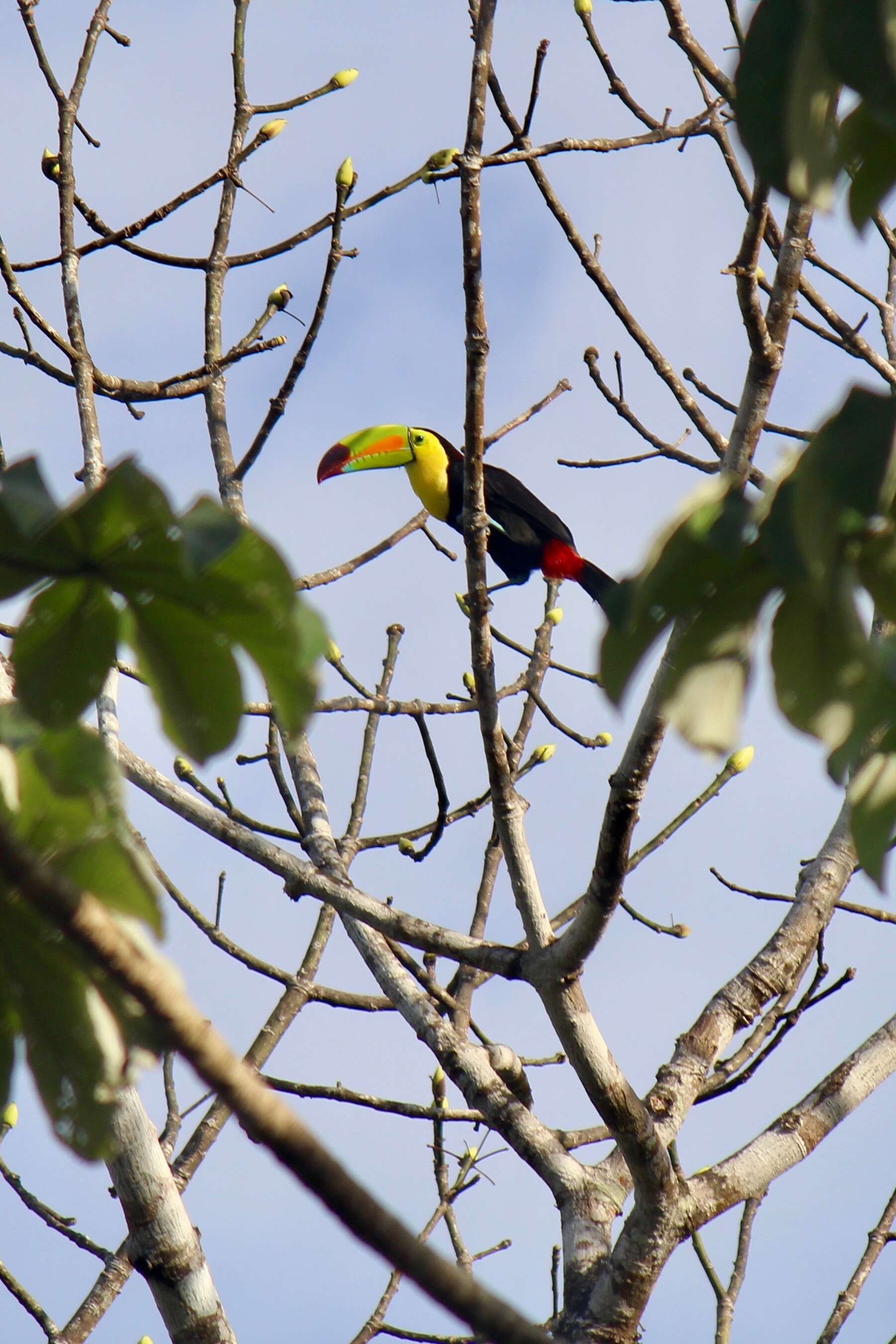 Image of Keel-billed Toucan