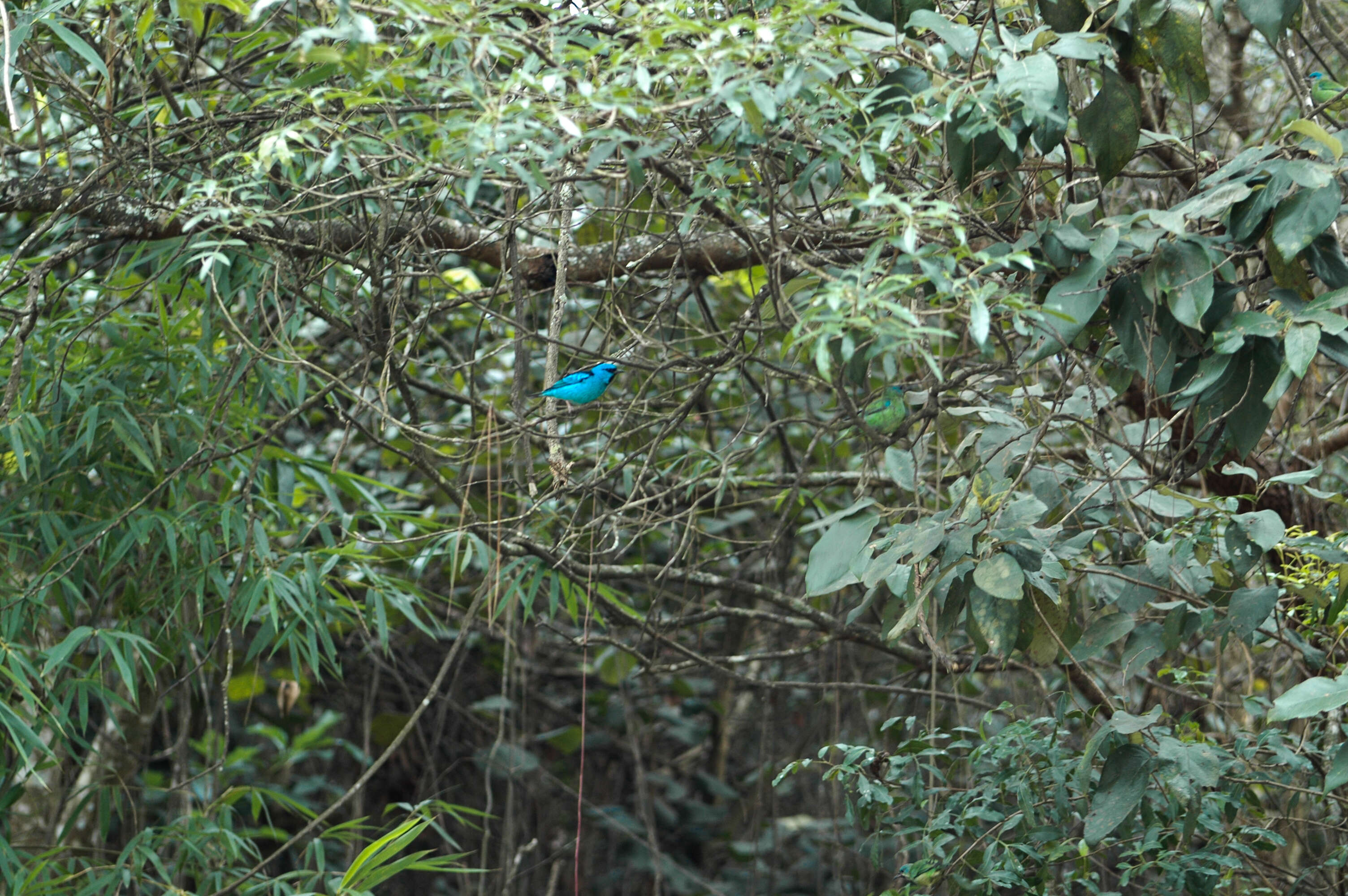 Image of Blue Dacnis