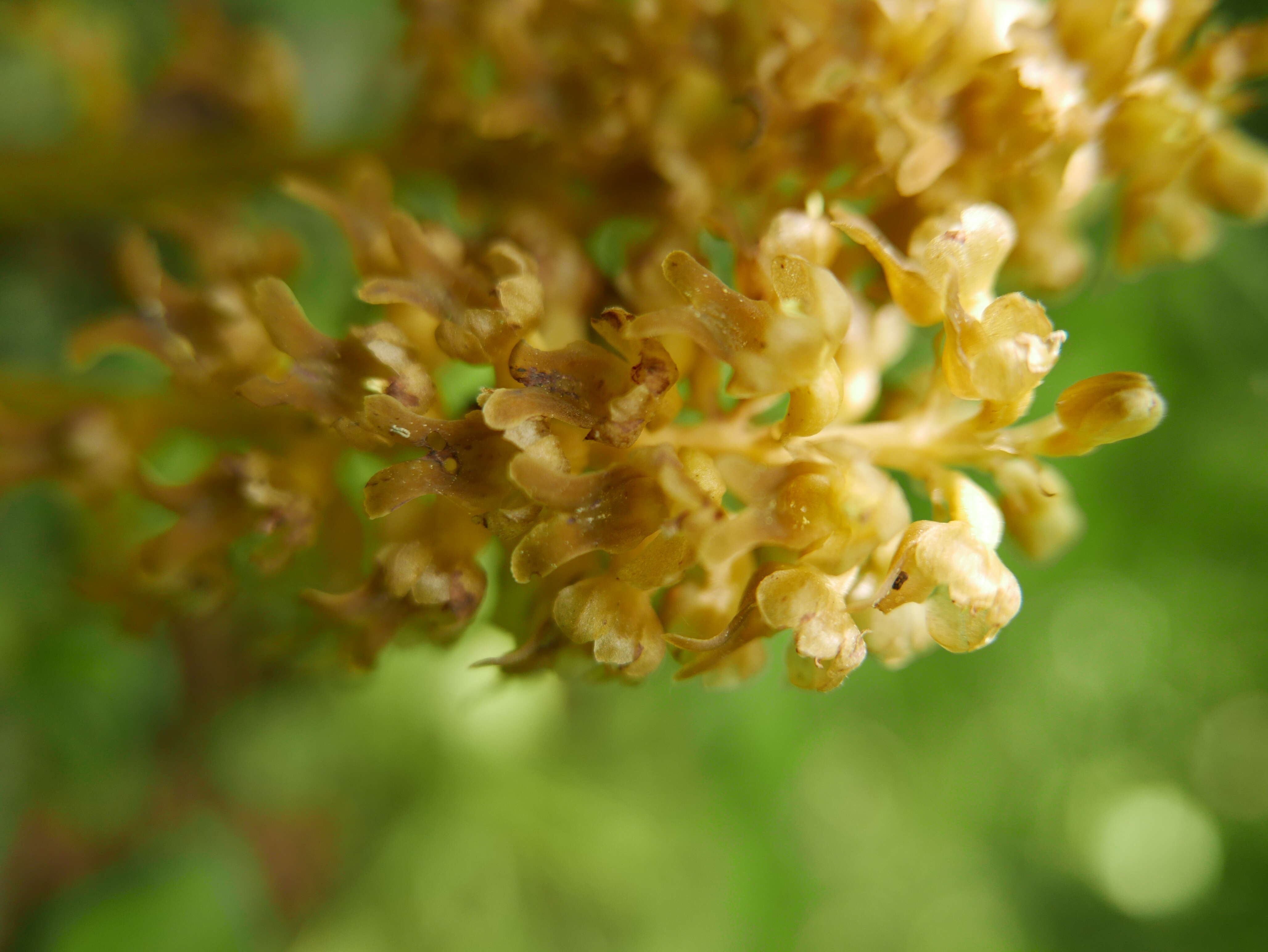 Image of clover broomrape