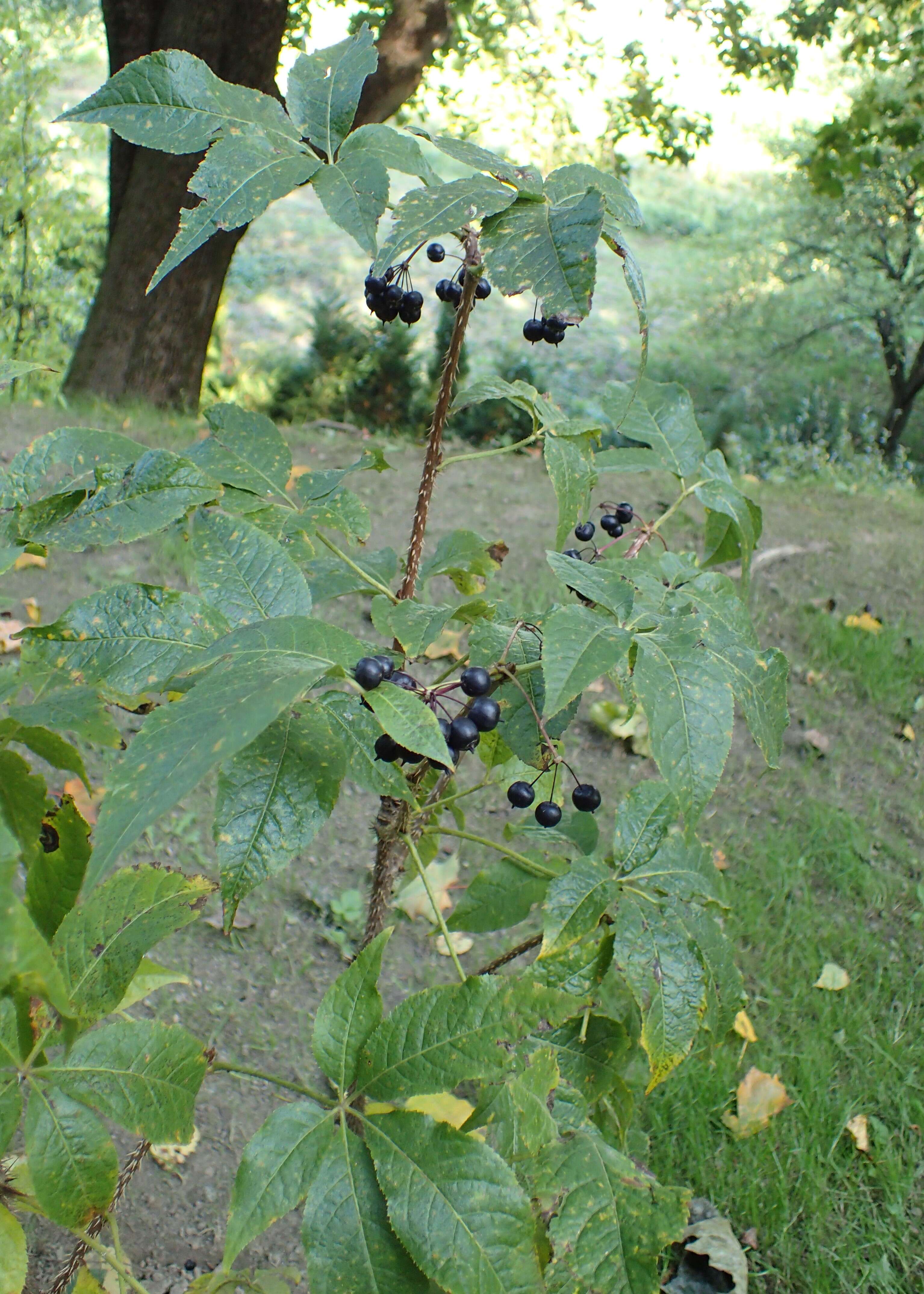 Image of Siberian ginseng