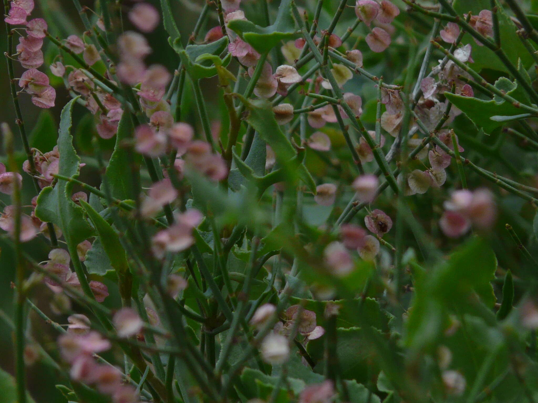 Rumex vesicarius L. resmi