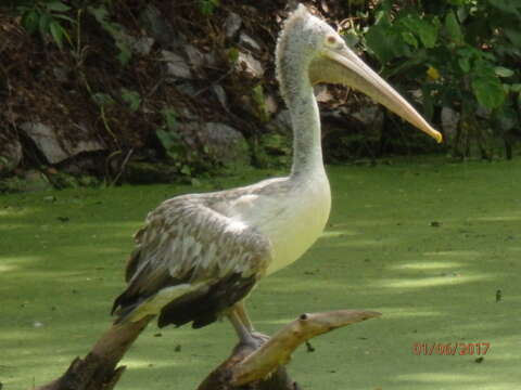 Image of Grey Pelican