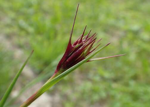 Image of carthusian pink