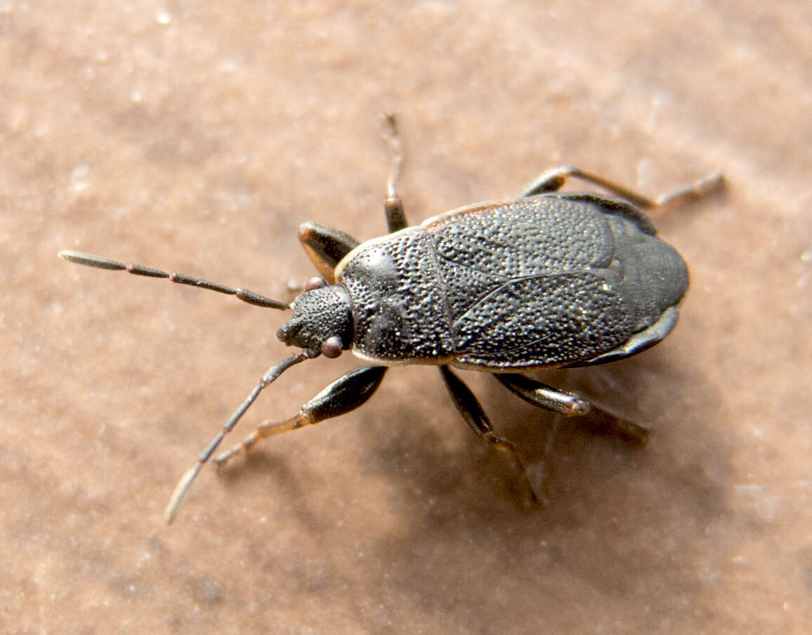 Image of Pyrrhocoris