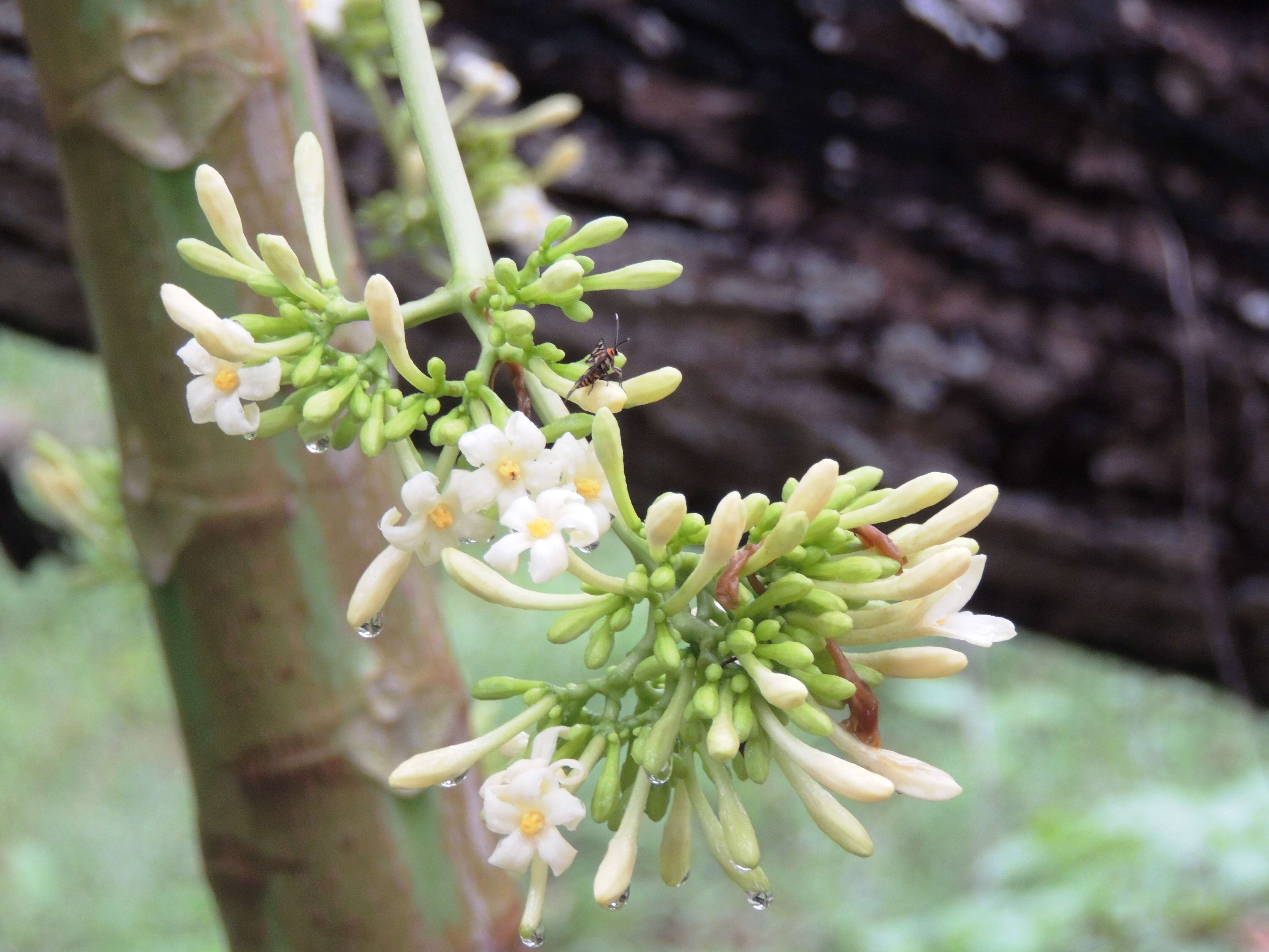 Image of papaya