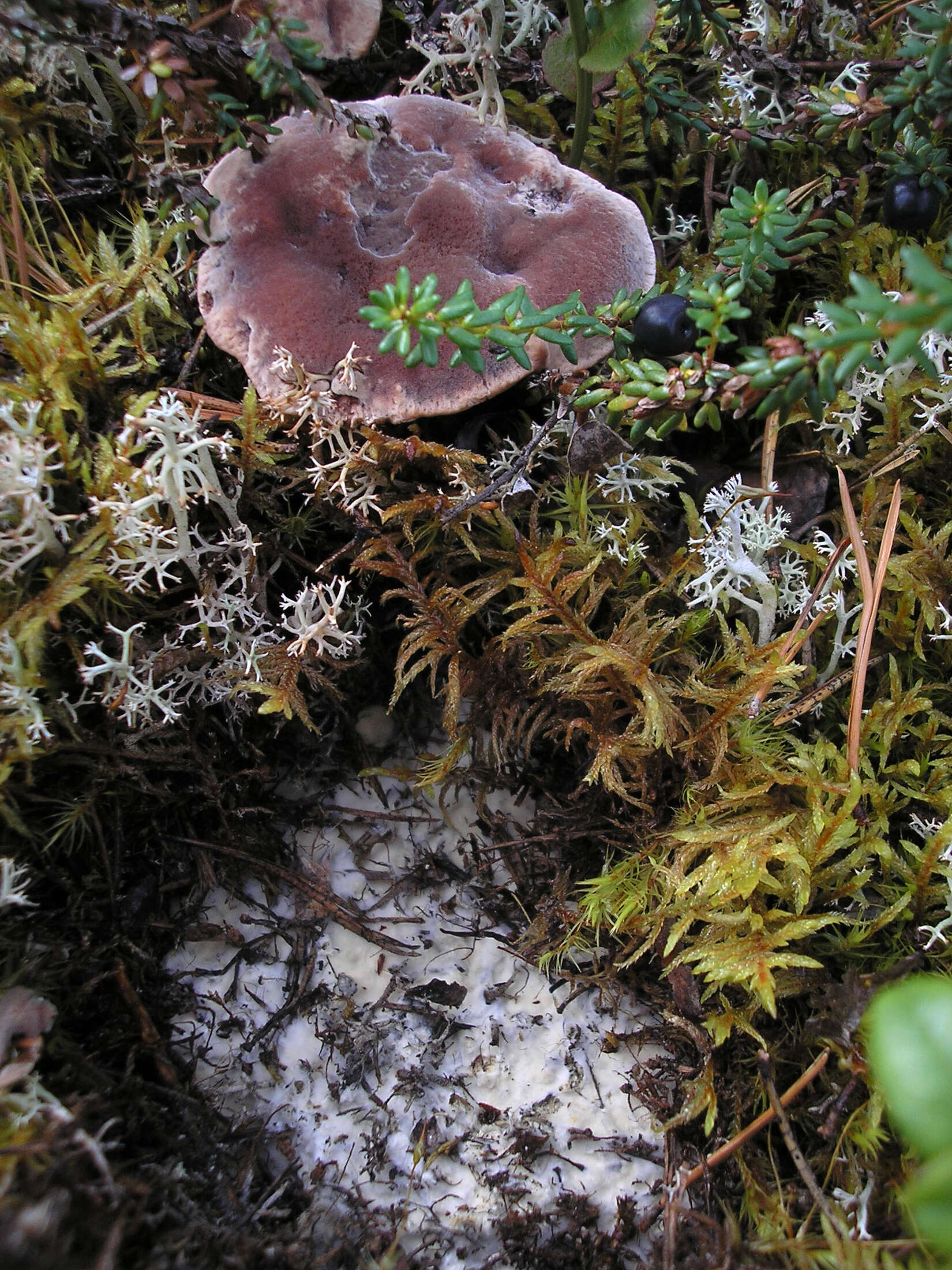 Image of Mealy tooth