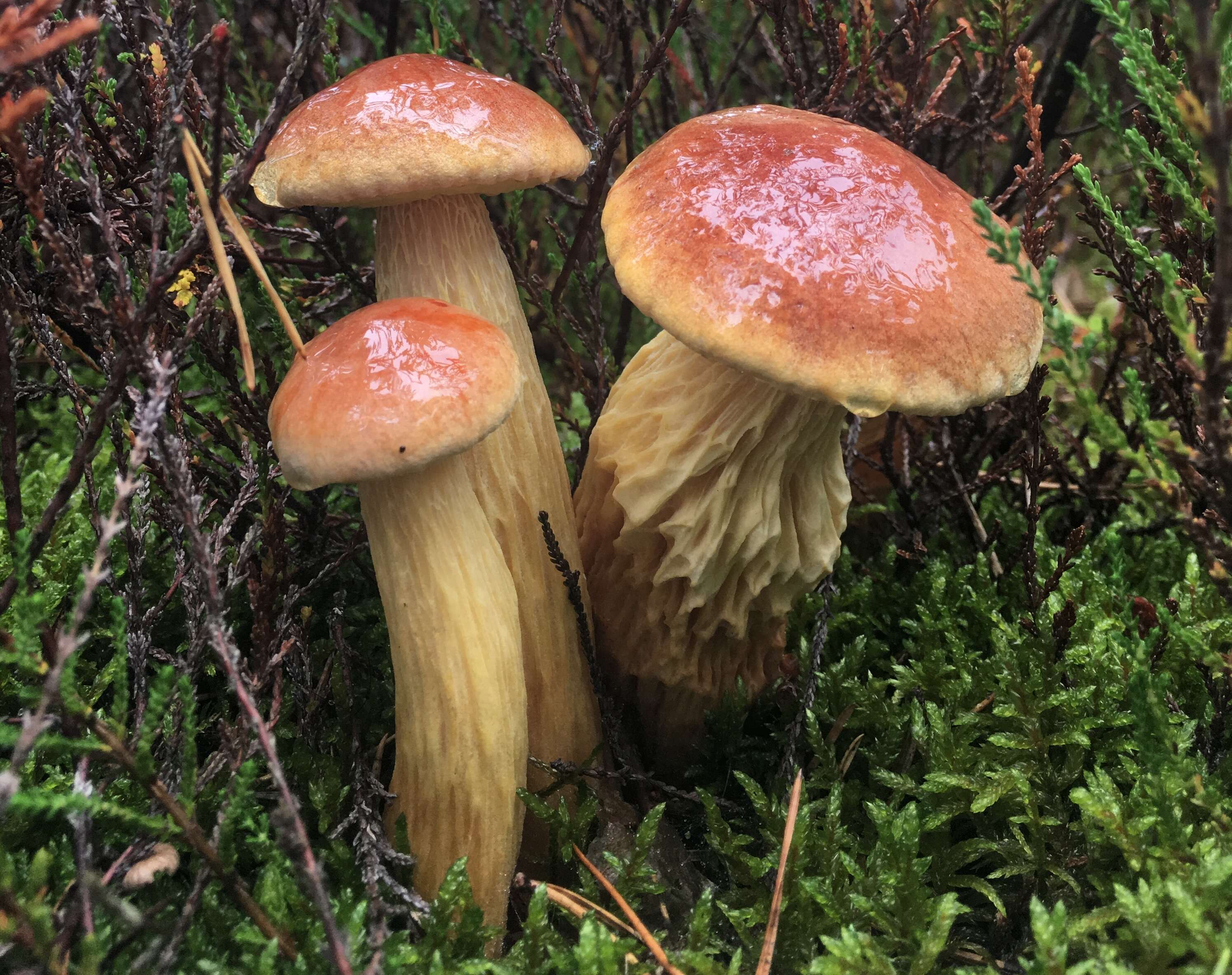 Слика од Aureoboletus projectellus (Murrill) Halling 2015