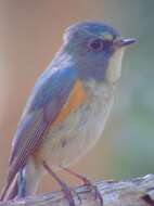 Image of Orange-flanked Bush-Robin