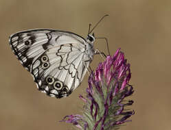 Image of Levantine Marbled White