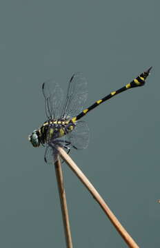 صورة Ictinogomphus rapax (Rambur 1842)