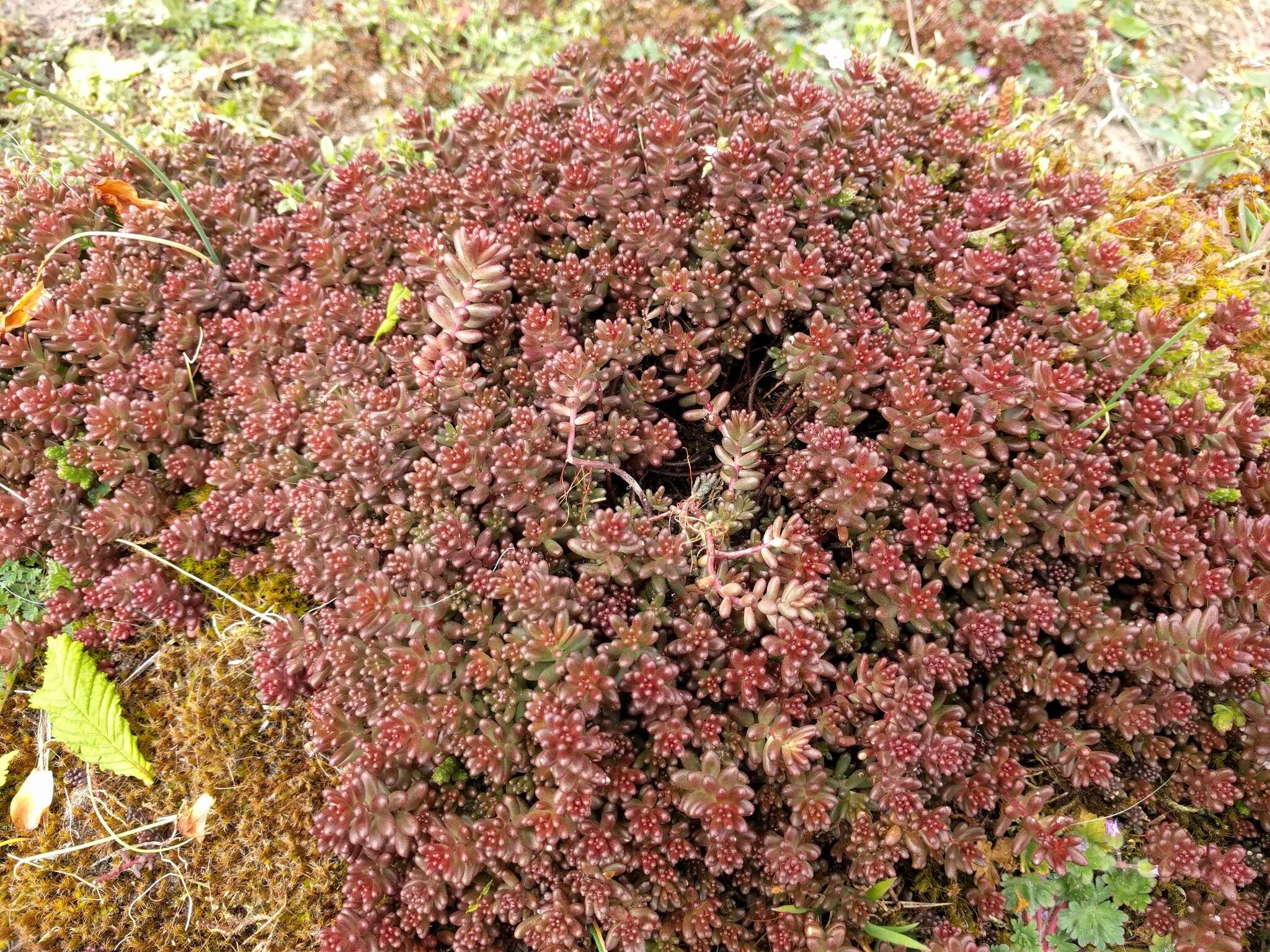 Image of White Stonecrop