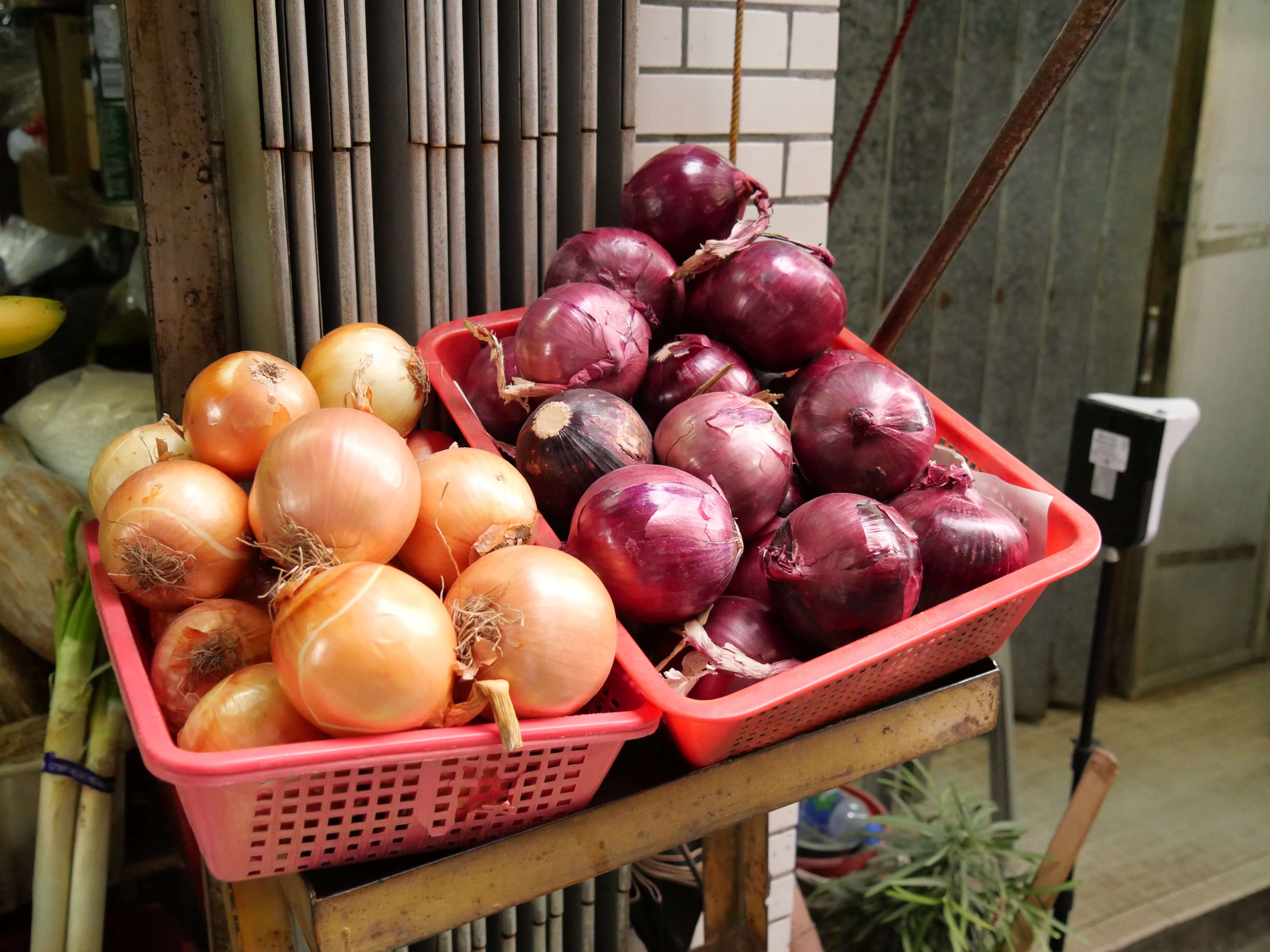 Image of garden onion